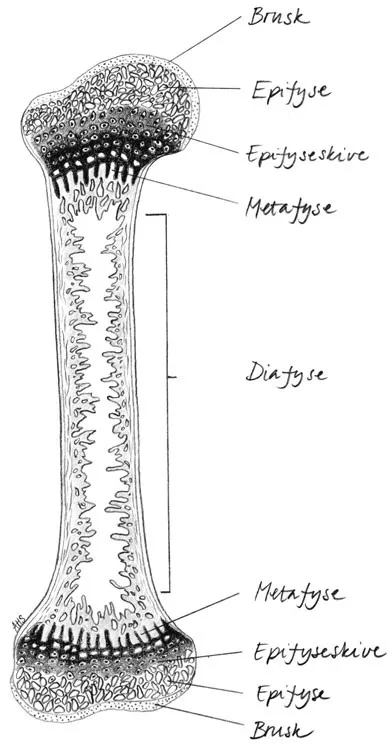 Figur 1. Illustrasjon av en lang rørknokkel i skjelettet (lårbeinet)